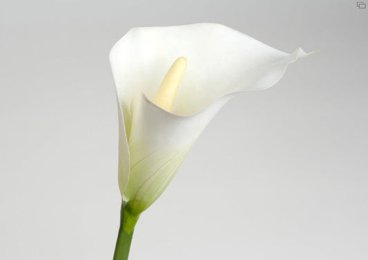 LIRIO ARUM CALLA LILY A65 BC