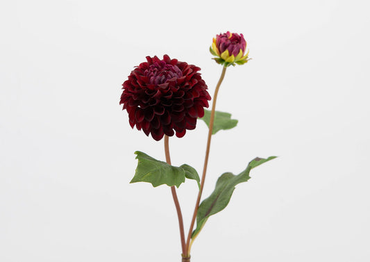 DAHLIA POMPON H51 BOF