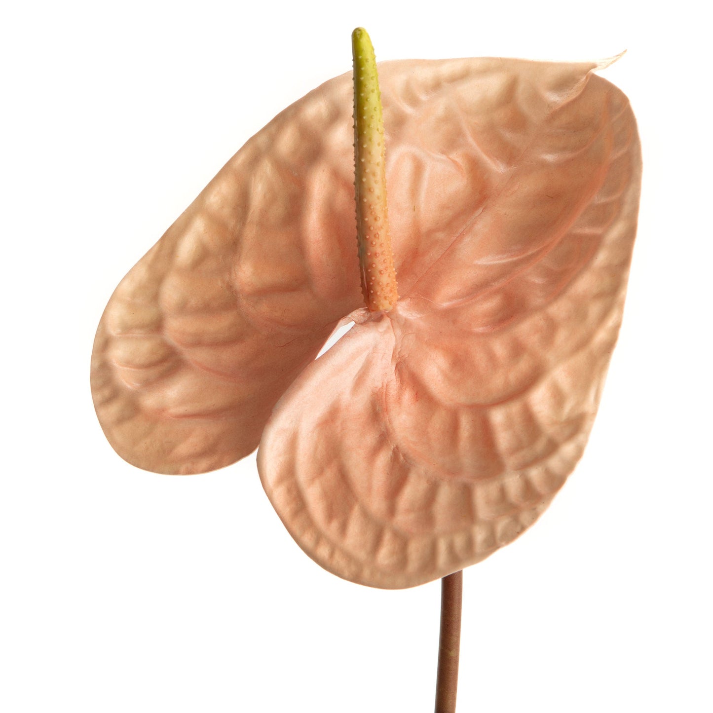 ANTHURIUM ALICIA H71 PC