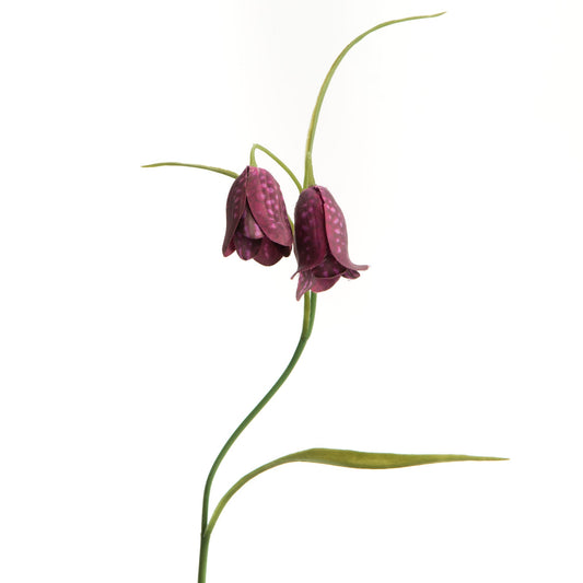 FRITILLARIA H39 BOF